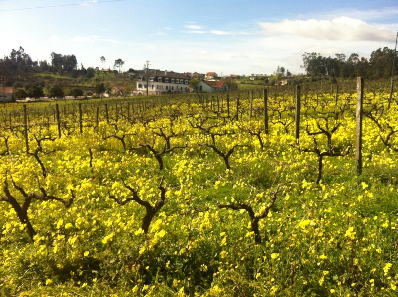 Quinta do Montalto viinitarha