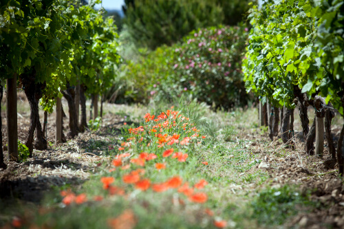 Florane vinyard