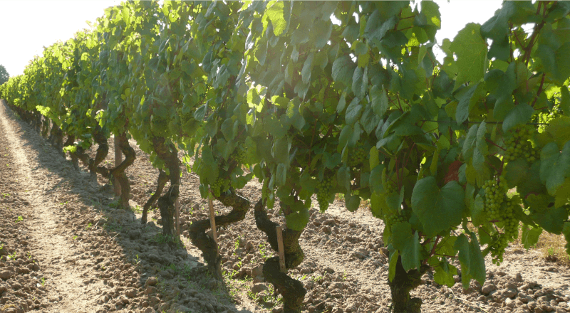 Huards Romorantin vieilles vignes