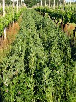 Green _manure