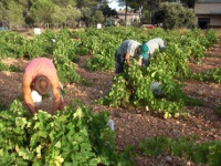 Pinos_vendimia2010