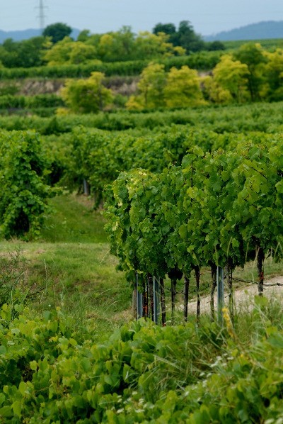 Mantlerhof Vinyard