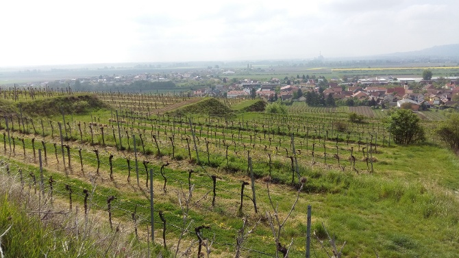 Mantlerhof Vineyard