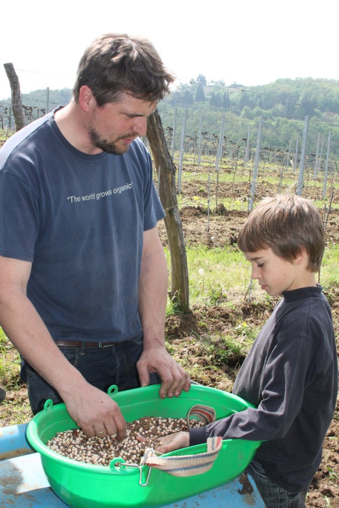 Andreas And Son Sowing Green Manure