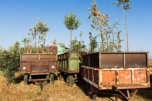 MENADE_Trees Trucks